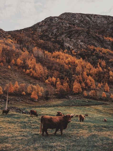 Autumn colors | Autumn in Norway | Konrad K | Flickr Fall In Norway, Scandinavian Autumn Aesthetic, Nov Aesthetic, November Aesthetic Dark, November Collage, Autumn Cozy Aesthetic, Norway Autumn, Autumn Scotland, Autumn Ios