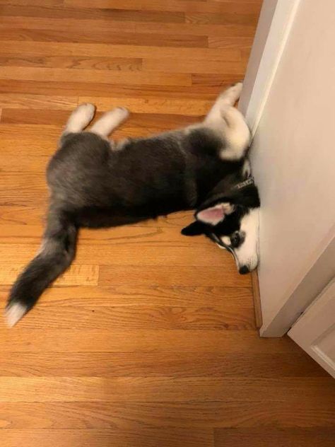 Husky Grooming, Husky Facts, Siberian Husky Facts, Dog Husky, Husky Funny, Cute Husky, Husky Lover, Siberian Husky Puppies, My Husky