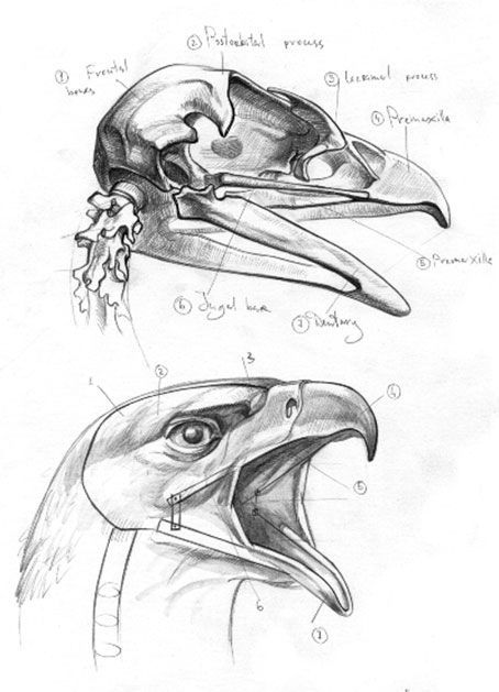 Eagle Anatomy, King Vulture, Bird Anatomy, Eagle Skull, Wedge Tailed Eagle, Bird Head, Eagle Drawing, Animal Skeletons, Nature Sketch