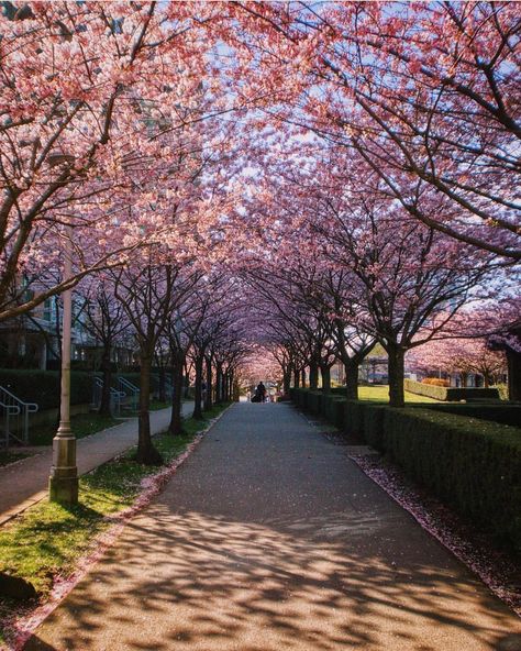 Canada Aesthetic, Cherry Jam, Spring Sunshine, City Vibe, Spring Nature, Spring Is Here, Sunshine Coast, Spring Day, Perfect Day