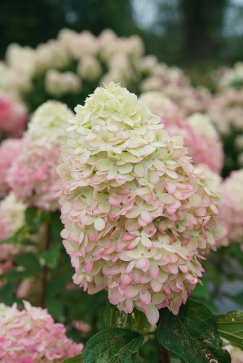 About Limelight Prime - Limelight Prime Hydrangea Limelight Prime Hydrangea Landscaping, Limelight Prime Hydrangea, Limelight Hydrangea Wedding, Limelight Hydrangea Landscaping, Limelight Hydrangea Tree, Hydrangea Limelight, Hydrangea Paniculata Limelight, Hydrangea Tree, Rose Fertilizer