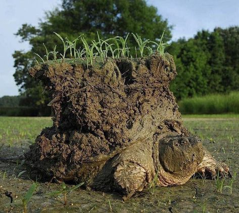 How Butt Gas, Drugs and Amazing Memories Led to This Weird Turtle Photo Snapping Turtle, A Turtle, Foto Art, Reptiles And Amphibians, Animal Photo, Amazing Animals, Amphibians, 귀여운 동물, Pokemon Go