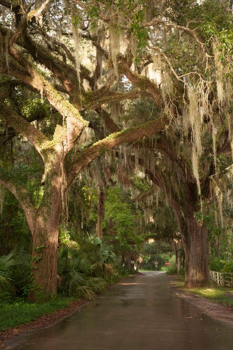 Vintage Florida Aesthetic, Florida Scenery, Beach Towns In Florida, Micanopy Florida, Florida Trees, Florida Cottage, Motorcycle Trip, Southern Usa, Florida History