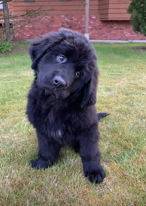 Newfoundland Puppy Aesthetic, Black Newfoundland Dog, Landseer Newfoundland Dog, New Foundland Puppy, New Found Land Dog, Newfoundland Dog Aesthetic, Black Newfoundland, Newfoundland Dog Puppy, Landseer Dog