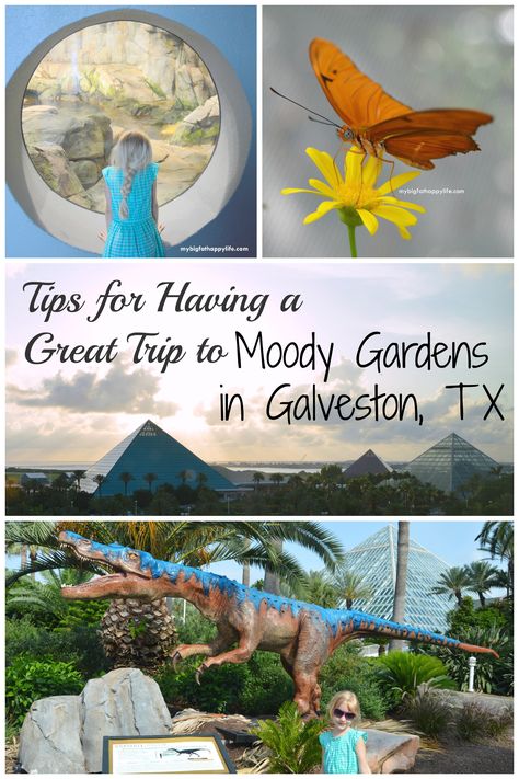 Tips for Having a Great Time at Moody Gardens in Galveston, Texas | mybigfathappylife.com Galveston Texas Vacation, Family Vacations In Texas, Texas Vacation, Moody Gardens, Galveston Beach, Texas Beaches, Texas Vacations, Travel Wishes, Family Vacay