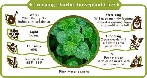 The Creeping Charlie houseplant, belonging to the Urticaceae family, is an ideal choice for indoor gardening. Known for its creeping growth habit, this plant is easy to care for and adds a touch of greenery to any space. This guide provides essential tips for the best care practices to ensure your Creeping Charlie thrives, including light, water, and maintenance requirements. Enjoy the natural beauty and benefits of this charming houseplant. Creeping Charlie, Creeping Vines, Ivy Plants, Autumn Lights, Light Water, Peat Moss, Parts Of A Plant, Liquid Fertilizer, House Plant Care