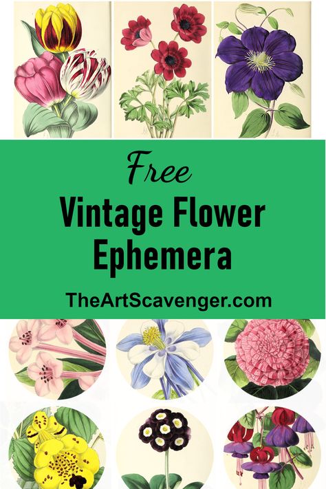 Free Collage Sheets Featuring Beautiful Vintage Flower Illustrations. Download These Free Printable Junk Journal Supplies. Victorian Plants, Free Collage, Flower Illustrations, Printable Junk Journal, Junk Journal Supplies, Vintage Floral Design, Flower Meanings, Dictionary Art, Journal Supplies