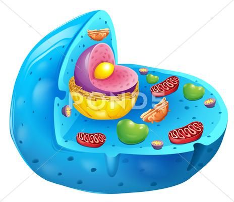 Eukaryotic cell Stock Illustration #AD ,#cell#Eukaryotic#Illustration#Stock Animal Cell Structure, Purple Pen, Eukaryotic Cell, Baby Table, Animal Cell, Cell Structure, Plant Cell, Illustration Sketches, Mockup Design