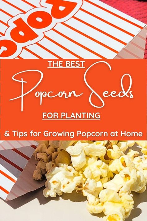 Popcorn Seeds for Planting Growing Popcorn, Popcorn Plant, Harvesting Sunflower Seeds, Popcorn At Home, Popcorn Seeds, Blue Popcorn, White Popcorn, Best Popcorn, Planting Tips