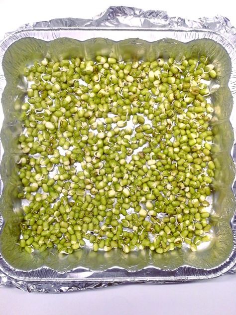 Sprouts Recipes Indian, Bean Sprouts Growing, Bean Sprout Recipes, Chinese Dishes Recipes, Growing Beans, Regrow Vegetables, Growing Sprouts, Punjabi Food, Growing Microgreens