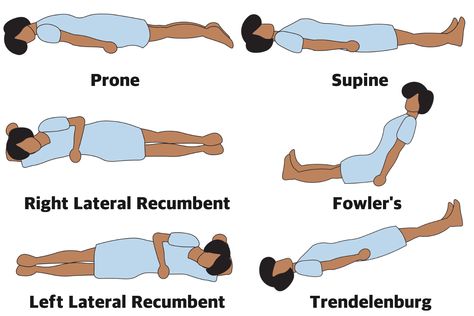 Anatomical position describes the orientation of a body or body parts. Learn the most common anatomical positions with this illustrated guide. Body Planes, Anatomical Position, Emt Study, Nursing Fundamentals, Medical Assistant Student, Paramedic School, Radiology Student, Medical Sales, Basic Anatomy