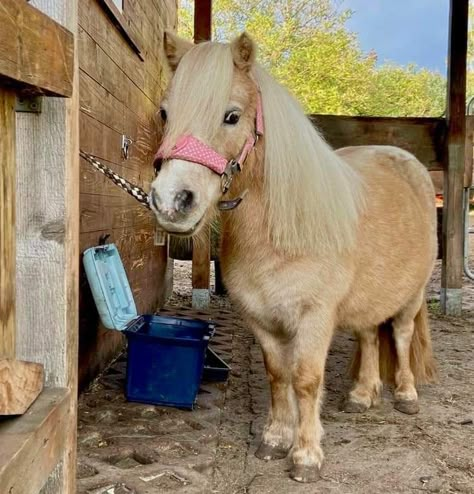 Palomino Shetland Pony, Shetland Pony Aesthetic, Shetty Pony, Mini Shetland Pony, Mini Shetland, Mini Ponies, Shetland Ponies, Palomino Horses, Miniature Ponies