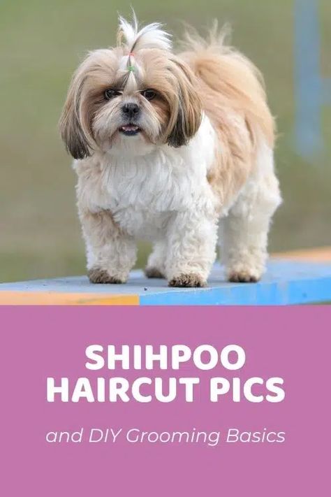 Top Shih Poo Haircuts (With Pictures!) & DIY Grooming Tips - Doodle Doods Shih Poo Haircuts, Yorkiepoo Haircuts, Yorkie Poo Haircut, Shipoo Puppies, Shih Tzu Haircuts Grooming, Shitzu Dogs Haircuts, Shih Tzu Puppy Cut, Yorkie Poo Puppies, Shih Poo Puppies