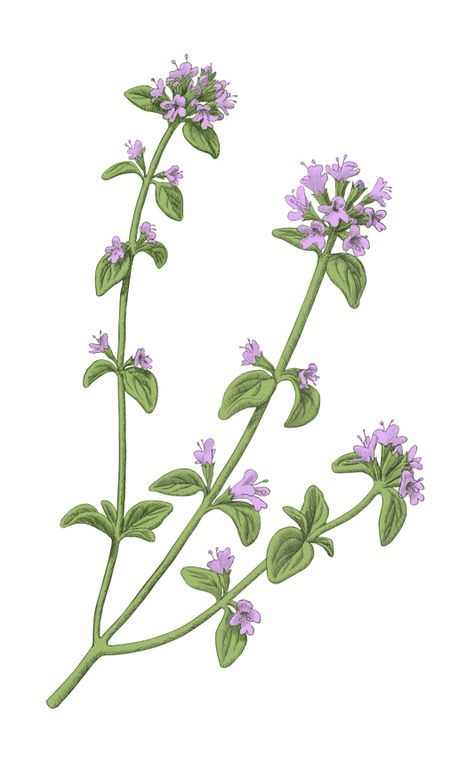 flowering thyme illustration Thyme Botanical Illustration, Thyme Flower Tattoo, Thyme Drawing, Thyme Watercolor, Thyme Illustration, Flowering Thyme, Thyme Sprig, Berry Illustration, Skull Tattoo Flowers