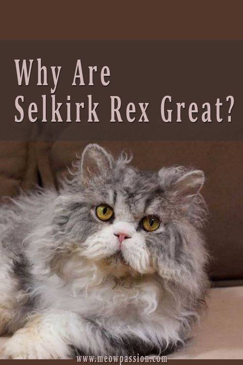 Curly Cats, Selkirk Rex Cat, Selkirk Rex Kittens, Cat Breeds Ragdoll, Curly Cat, Kitty Tattoos, Loving Personality, Cat Toilet Training, Selkirk Rex