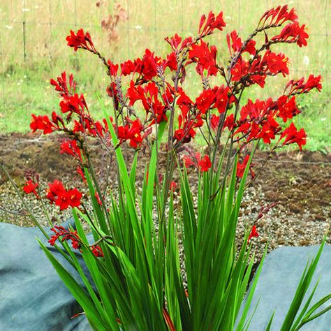 'Lucifer' crocosmia - FineGardening Crocosmia Lucifer, Gardening Trends, Cactus Y Suculentas, Perennial Garden, Flowers Perennials, Small Gardens, Lawn And Garden, Late Summer, Hummingbirds