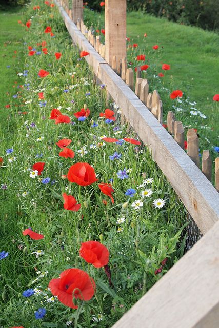 ༺ღ Flower Fence, Meadow Garden, Cottage Garden Design, Have Inspiration, Wildflower Garden, Garden Borders, Garden Fencing, Garden Cottage, Country Gardening