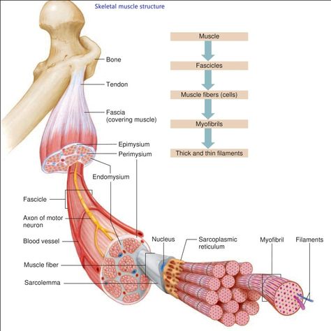 Skeletal Muscle Structure Muscle Anatomy Diagram, Skeletal Muscle Structure, Muscle Structure Anatomy, Muscle Physiology, Skeletal Muscle Anatomy, Muscle Cell, Human Body Vocabulary, Human Muscular System, Muscles Anatomy