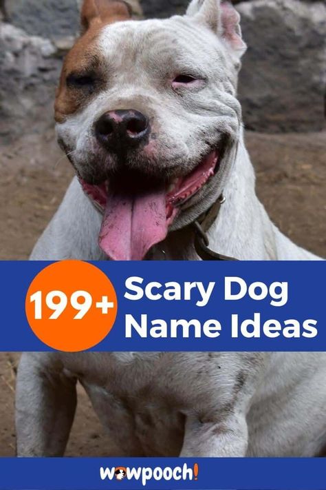 Scary Names Ideas For Your Doggy.      Puppy names for male or female Scary  Canines Caliban The Tempest, Scary Names, Dog Name Ideas, Scary Dog, 7 Knight, Girl Dog Names, Female Dog Names, Bat Man, Scary Dogs