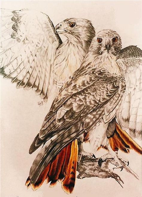 Red Tail Hawk Art, Red Tail Hawk Tattoo Design, Red Tail Hawk Drawing, Red Tailed Hawk Art, Red Tailed Hawk Drawing, Red Tail Hawk Tattoo, Red Tailed Hawk Tattoo, Hawk Tattoo Feminine, Hawk Drawing