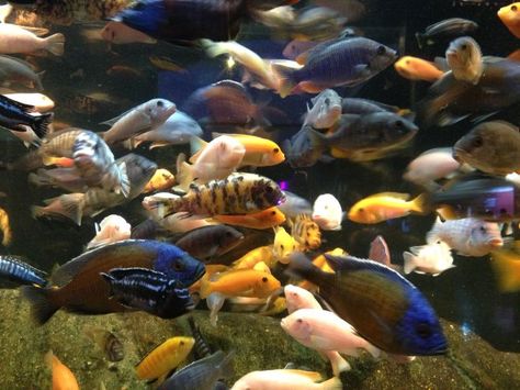 The Innovation That Doomed The Very Fish It Helped – Phenomena: Not Exactly Rocket Science Mbuna Cichlids, Lake Malawi Cichlids, Malawi Cichlids, Tank Plants, Cichlid Fish, Lake Tanganyika, Diy Tank, African Cichlids, Home Aquarium