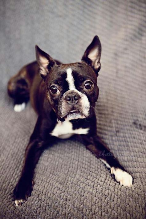 Boston Terrier Boston Terrior, Boston Bull Terrier, Unlikely Animal Friends, Pug Cross, Expensive Dogs, Boston Terrier Love, Boston Terrier Dog, Dog Rules, Boston Terriers