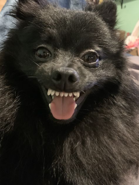 #puppies #cute #poms #pomeranian #cutie Pomeranian Puppy Black, Pomeranian Black, Black Pomeranian Puppies, Angry Pomeranian, Hell Hounds, Black Pomeranian, Puppies Cute, Dream Dog, Pomeranian Puppy