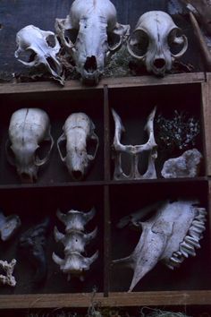 missdavellia: “black witches… ” The Creeper, Yennefer Of Vengerberg, Vulture Culture, Animal Bones, Witch Aesthetic, Animal Skulls, Skeletal, Skull And Bones, Memento Mori