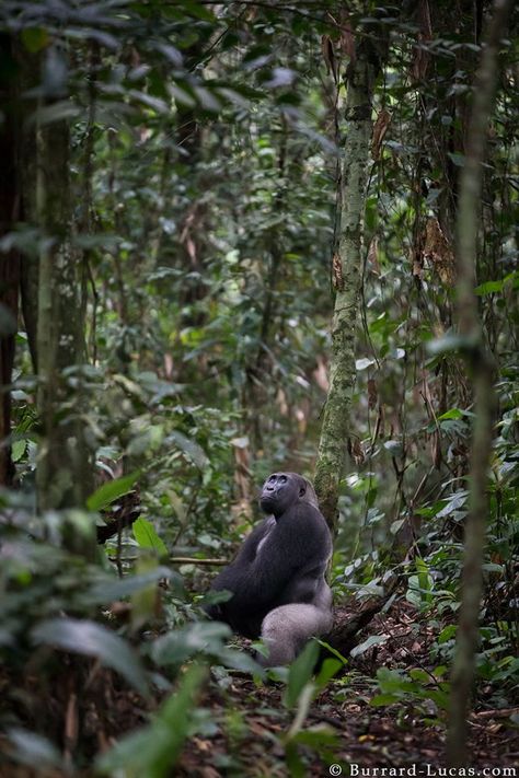 A Western Lowland Gorilla in his beautiful rainforest habitat, Odzala, Republic of Congo | Burrard-Lucas Photography Congo Rainforest, Gorillas In The Mist, Western Lowland Gorilla, Rainforest Habitat, Silverback Gorilla, Africa Photography, Mountain Gorilla, Republic Of Congo, Great Ape