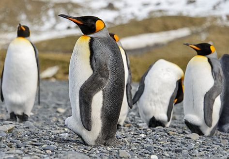 The 18 Types of Penguins in the World! (2024) - Bird Watching HQ Different Types Of Penguins, Types Of Penguins, Galapagos Penguin, Humboldt Penguin, Magellanic Penguin, Penguin Species, Adelie Penguin, African Penguin, Gentoo Penguin