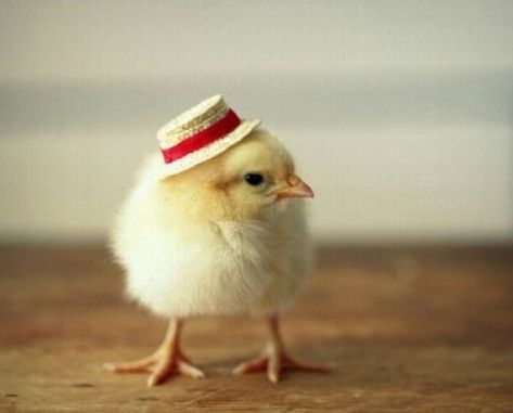 Baby Chick in a Straw Hat Chicken Wallpaper, Funky Hats, Baby Chickens, Cute Chickens, Baby Ducks, Chicken Breeds, Bird Wallpaper, Baby Animals Funny, Baby Chicks