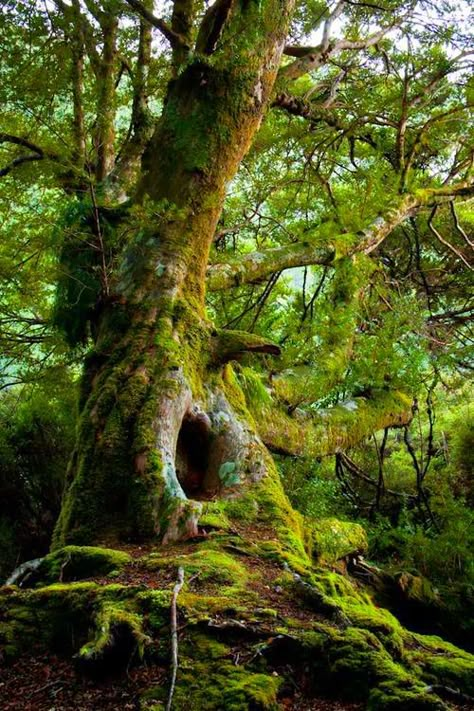 Mossy tree House In A Tree, Moss Growing, Moss Covered, Old Tree, Old Trees, Unique Trees, Nature Tree, Walk In The Woods, Tree Forest