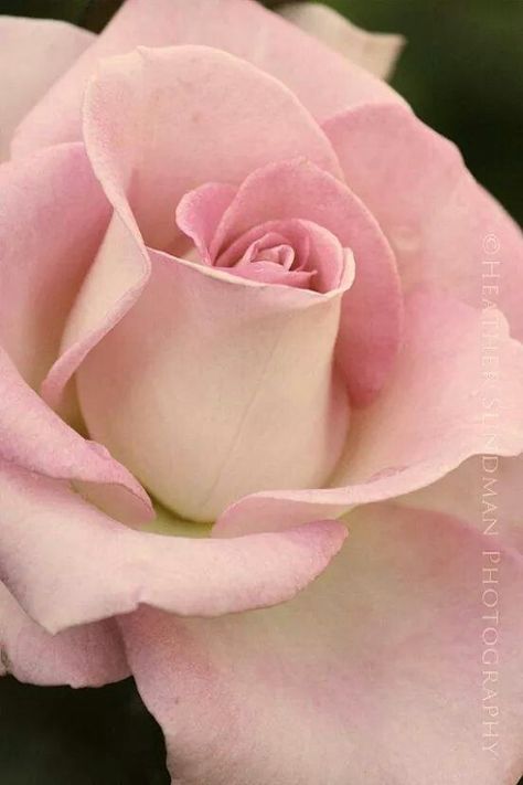 Rosa Rosé Close Up, Peace Rose, Rose Pictures, Garden Photography, Beautiful Rose Flowers, Rose Cottage, Types Of Flowers, Rose Buds, Rose Pink