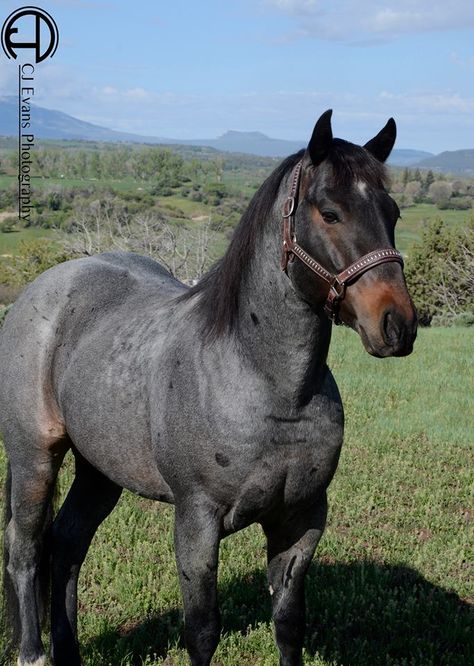 Blue Partee Fox (Blue Fox Hancock x Fritz Plenty Katy) 2007 15.2h Bay Roan AQHA Stallion Bay Roan Horse, Blue Roan Horse, Roan Horse, Aqha Stallion, Aqha Horses, Reining Horses, Horse Coats, Horse Colors, Blue Roan