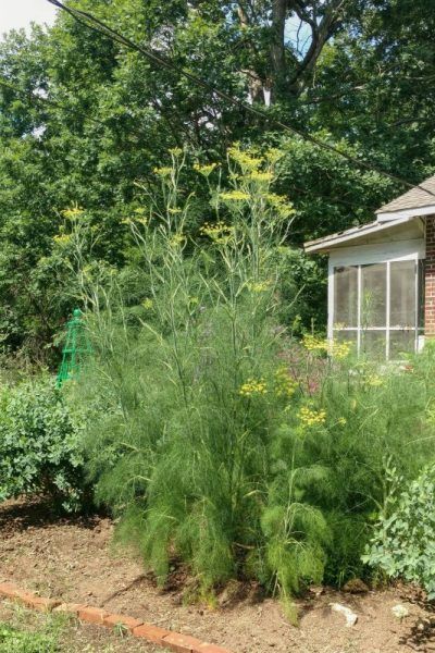 Better Know a Host Plant: Fennel – Backyard Butterflies Eco Garden, Waterwise Garden, Herb Garden Design, Butterfly Plants, Garden Insects, Garden Weeds, Cottage Exterior, Veg Garden, Food Garden