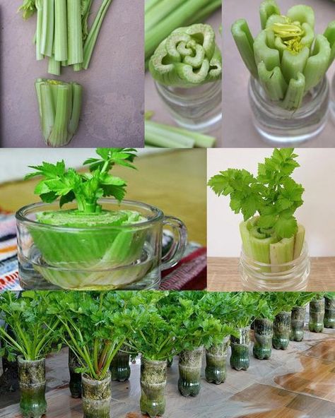 4 Secrets To Grow Your Own Celery... - Agricultural know-how How To Regrow Celery, Regrow Celery, Grow Celery, Growing Celery, نباتات منزلية, Small Vegetable Gardens, Household Plants, Bottle Garden, Growing Plants Indoors