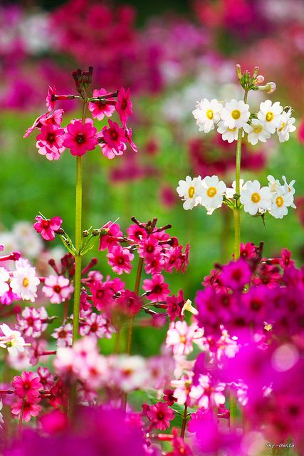 Pink & White Japanese Primrose Japanese Primrose, Primula Japonica, Areas Verdes, Colored Flowers, Photosynthesis, Exotic Flowers, Flower Beauty, Dream Garden, The Flowers