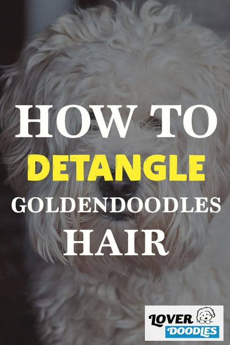 Diy Detangler Spray For Dogs, Detangler Spray Diy, Diy Detangler, Matted Dog Hair, Goldendoodle Grooming, Poodle Hair, Matted Hair, Puppy Coats, Cool Doodles