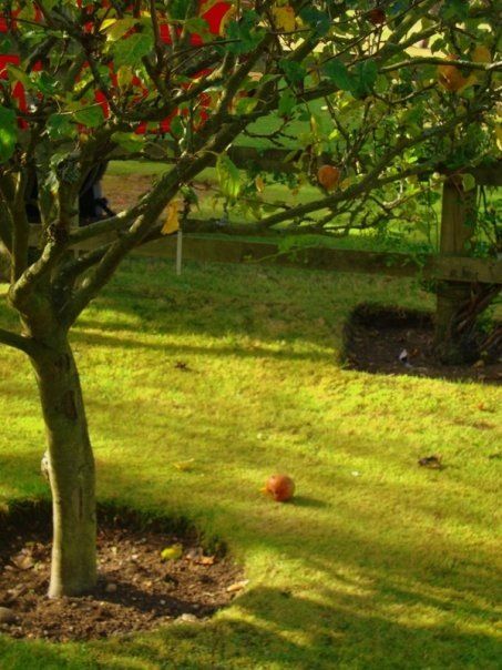 The Apple Doesn’t Fall Far From The Tree, Great Missenden, Far From The Tree, Apple Tree, The Tree, Garden Ideas, Tree Trunk, Plants