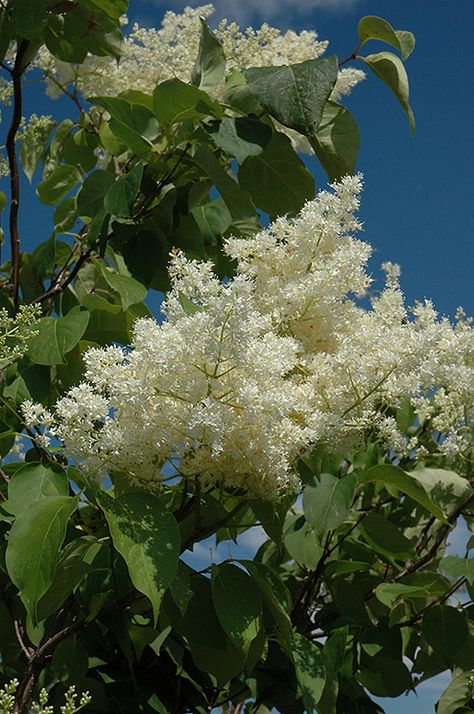 Syringa Reticulata, White Flowers Garden, Soil Type, Patio Trees, Lilac Tree, Street Trees, Silk Tree, Specimen Trees, Shade Trees