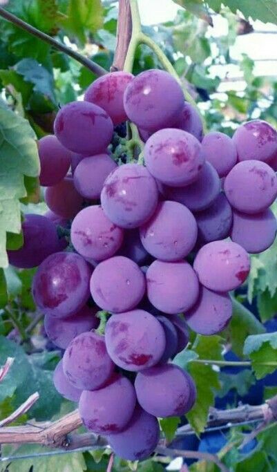 Me encantan las uvas Grapes Benefits, Fruits And Vegetables Pictures, Grape Tree, Vegetable Pictures, Fruits Photos, Fruit Picture, Fruit Photography, Beautiful Fruits, Red Grapes