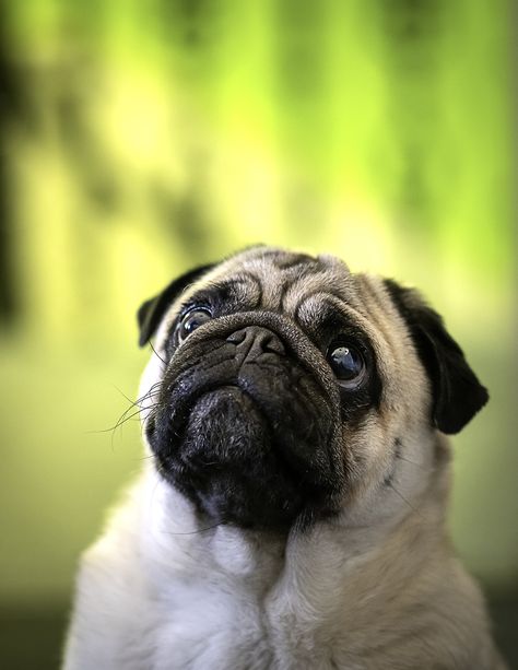 Thanks to @C0LINHORN for making this photo available freely on @unsplash 🎁 Dog Captions For Insta, Pug Wallpaper, Beautiful Dogs Photos, Fawn Pug, Short Dog, Baby Pugs, Pug Pictures, Pug Puppies, Cute Pugs