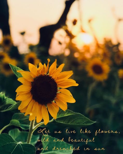 Let us live like flowers, Wild and beautiful, and drenched in sun ....................................... Ellen Everett Poetry set to Pretty Sunflower background Not sure who to credit for the photography Found on instagram under #qalamoun_lb Sunflower With Quote, Sunflowers Quotes Inspiration Life, Sunflower Sayings Quote Short, Let Us Live Like Flowers, Sunflower Photo Quotes, Ellen Everett, Sunflower Aesthetic With Quote, Sunflower Background, Sunflower Quotes