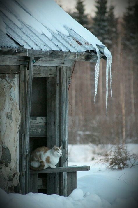 Winter Szenen, Winter Love, Winter Magic, Winter Scenery, Winter Beauty, Snow And Ice, Snow Scenes, Winter Wonder, Winter Blues