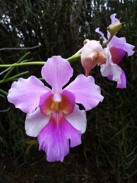 Singapore National Flower, Vanda Miss Joaquim Orchid, Vanda Miss Joaquim, Singapore Orchid, Orchid Flower Tattoos, Orchid Photography, Orchid Photo, Vanda Orchids, National Flower