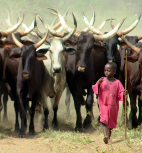 Acholi Boy herding cattle All About Africa, African Children, African People, Out Of Africa, Knowledge And Wisdom, World Photography, People Of The World, African Culture, World Cultures