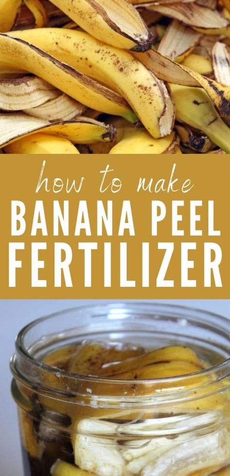 Banana Peel Fertilizer, Garden Remedies, Compost Tea, Natural Fertilizer, Garden Compost, Banana Peel, Fertilizer For Plants, Veg Garden, Home Vegetable Garden