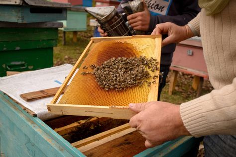 St. Valentine: Patron saint of beekeepers | World Vision Milk Industry, Honey Store, Beekeeping For Beginners, Beekeeping Equipment, Bee Colony, Backyard Beekeeping, Bee Keeping Supplies, Bee Friendly, Bee Pollen