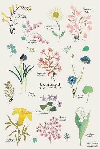 Affiche botanique Illustration Botanique, Botanical Illustrations, Botanical Drawings, Plant Illustration, Floral Illustrations, Pattern Illustration, Illustration Inspiration, Botanical Illustration, Botanical Art