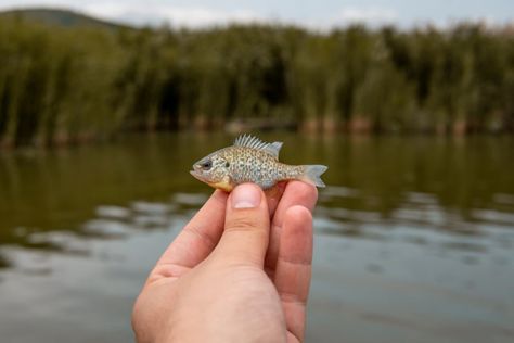 Outdoor Hobbies, Tiny Fish, Plenty Of Fish, Japanese Water, Wide Open Spaces, Fish Species, Fishing Techniques, Natural Diet, Small Fish